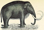 Ein Mammut