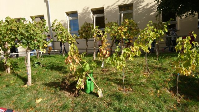 Wir haben mit dem Projekt "Kleine Winzer und der Weinanbau" am Projekt "IdeenMachenSchule" teilgenommen und gewonnen!