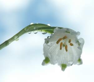 Märzenbecher - fotografiert von Friedrich Böhringer